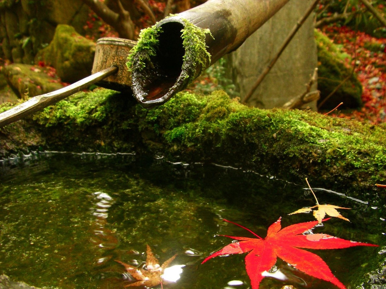 The Hidden Gardens of Japan’s Kyoto Prefecture